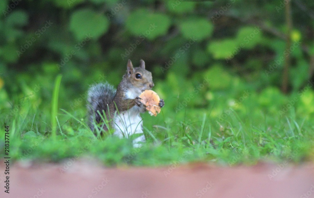 Obraz premium Squirrel Eating a Mushroom