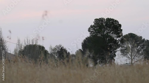 bush that was shot on low angle in evening. sunset footage photo