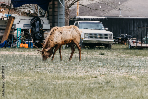 Elk grazing in North Carolina photo