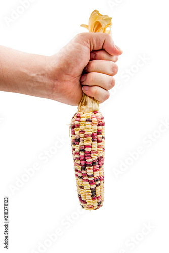 man hand holding indian corn cob isolated on white with clipping path