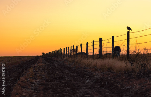 sunset with bird on fence