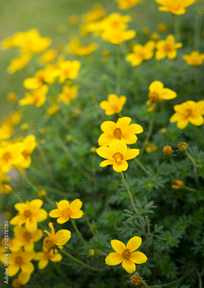 Obraz premium Yellow daisy flowers in park.