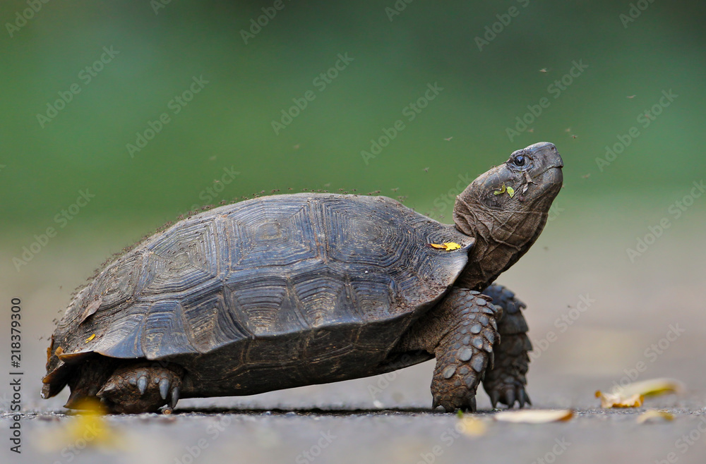 Braune Landschildkröte steht auf Straße