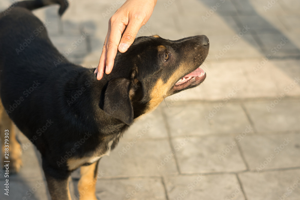 Woman hand is petting dog head.