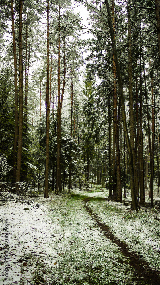 Fototapeta premium Forest Pathway in winter with snow on the ground. Taken in Dentlein Am Forst in Bavaria, Germany