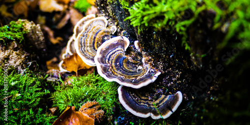 Turkey Tail mushrooms on a tree in a forest, surrounded by bright green moss. Taken in Autumn in Bavaria, Germany