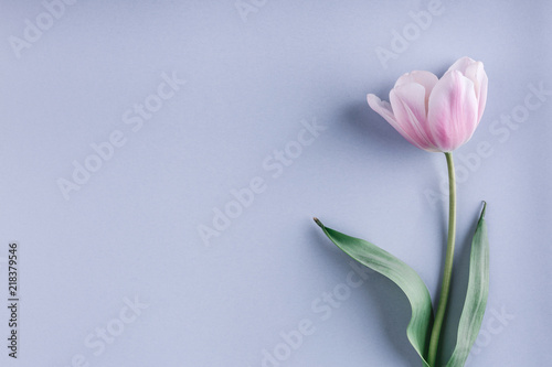 Pink tulip flower on light blue background. Greeting card or wedding invitation. Flat lay, top view #218379546