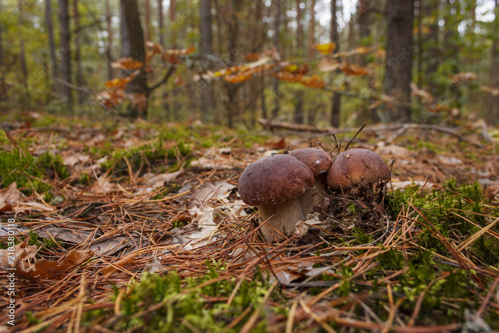 White mushrooms in the forest.(Boletus regius) White mushrooms in the forest.(Boletus regius)