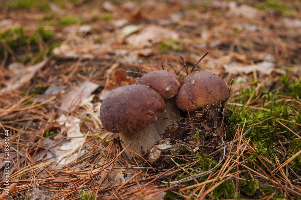 White mushrooms in the forest.(Boletus regius) White mushrooms in the forest.(Boletus regius)