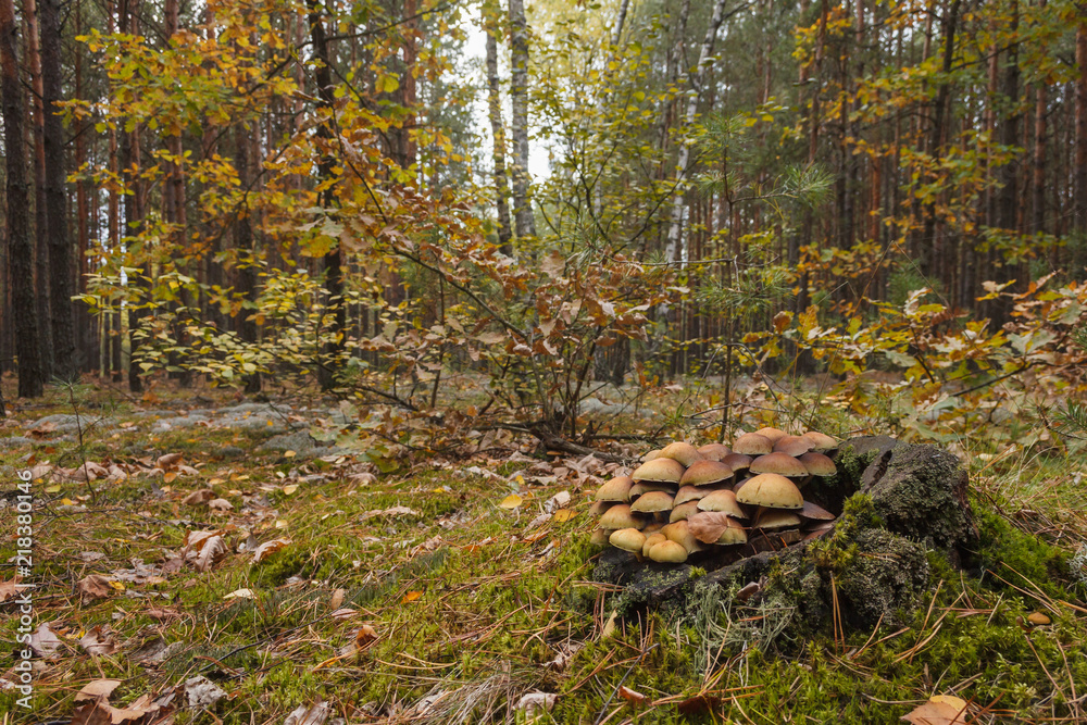 Inedible mushrooms on stump Inedible mushrooms on stump