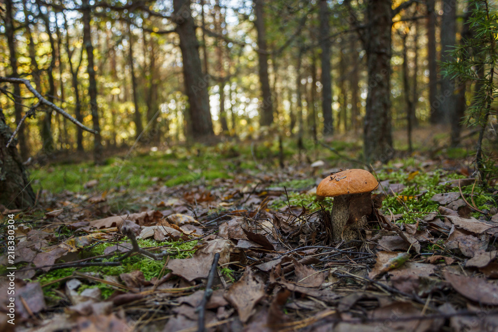 Fototapeta premium Edible mushroom brown cap boletus (Leccinum scabrum)