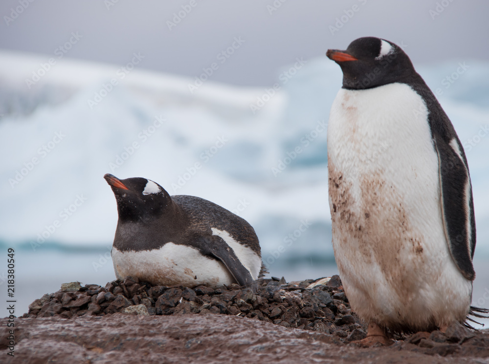 Fototapeta premium A Pair of Gentoo Penguins on a Nest in Antarctica