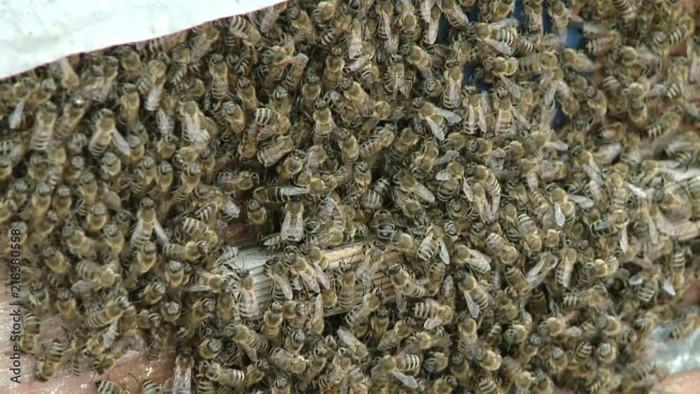 The bee swarm near the entrance to the hive. Apiary The bee swarm near the entrance to the hive. Apiary
