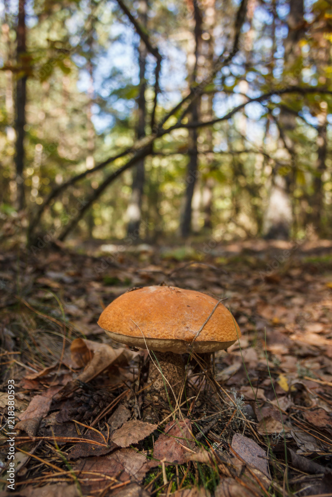 Edible mushroom brown cap boletus (Leccinum scabrum)