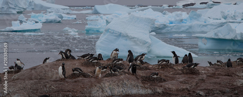 A Group of Gentoo Penguins Huddled Along the Antarctica Coast With Icebergs in the Background