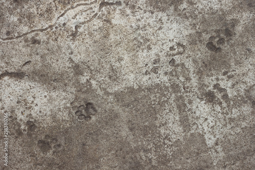 Concrete. Texture. Cat footprints