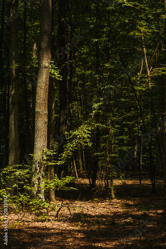 Fototapeta Naklejka Na Ścianę i Meble -  Sun rays illuminate the dark forest. Hardwood. Background. Summer