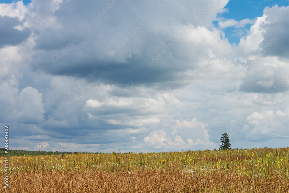Landscape with flowering meadow, tree on the horizon and sky with clouds
