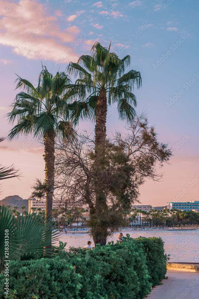 Beach Front Palm Tree Sunset