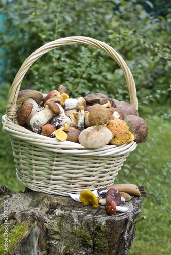Basket with variety of raw mushrooms on old stump