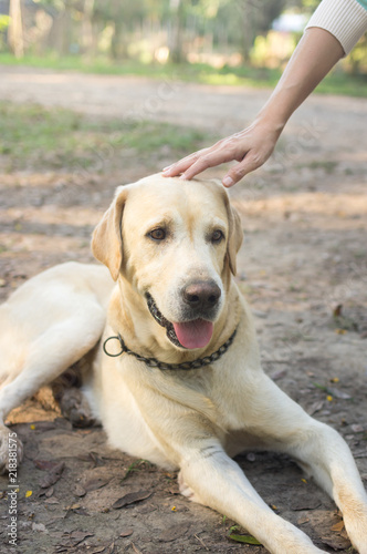 Girl hand is petting dog head.