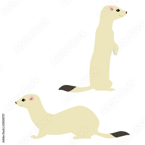 Vector illustration of standing and sitting cute weasels isolated on white background