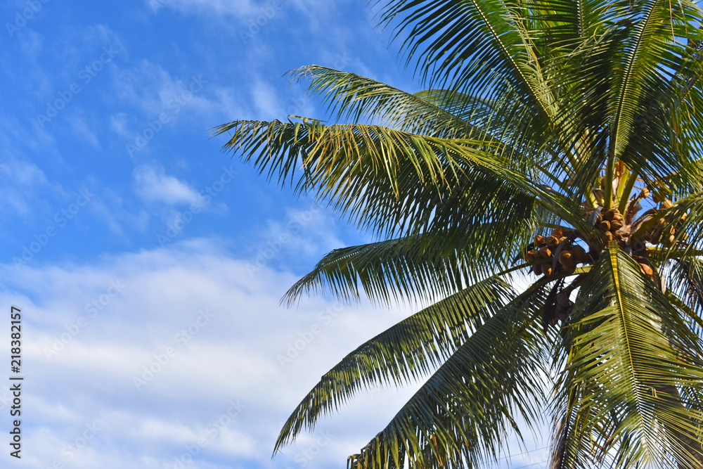 Coconut trees with blue sky