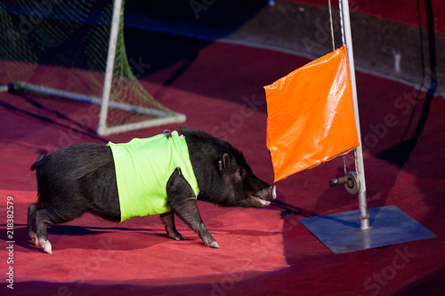 Cute black pig in front of flagpole in circus arena