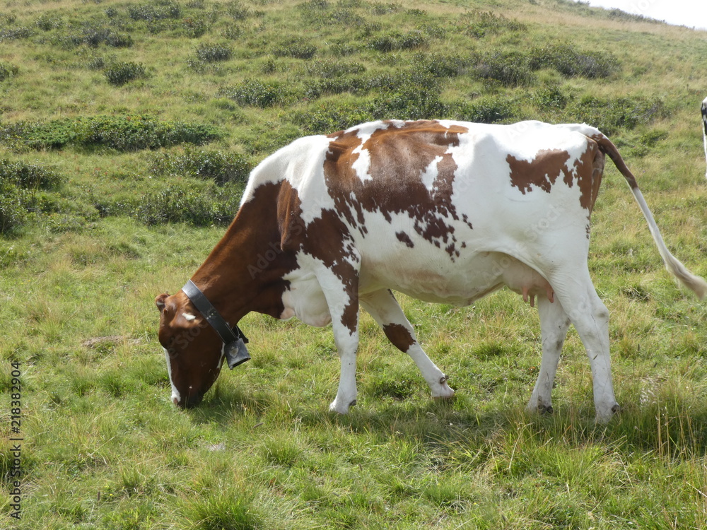cow grazing on a meadow in the mountains cow grazing on a meadow in the mountains
