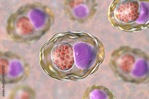 Chlamydia trachomatis bacteria, 3D illustration showing reticulate bodies of Chlamydia forming intracellular intracytoplasmic inclusions (small red) near the cell nucleus (purple) photo