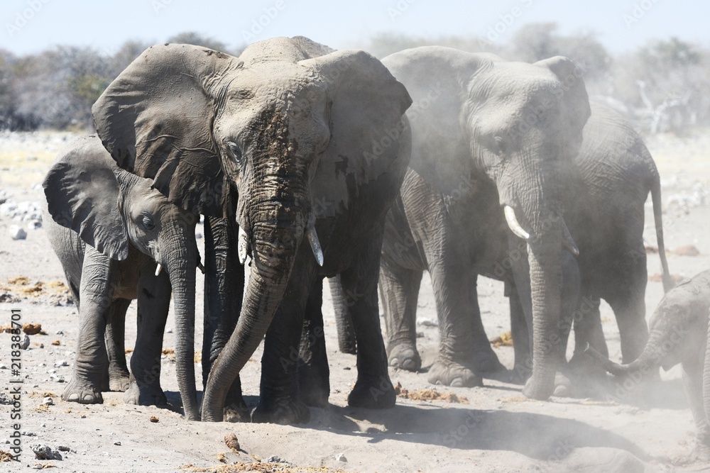 Fototapeta premium Afrikanische Elefanten (loxodonta africana) im Etosha Nationalpark (Namibia)