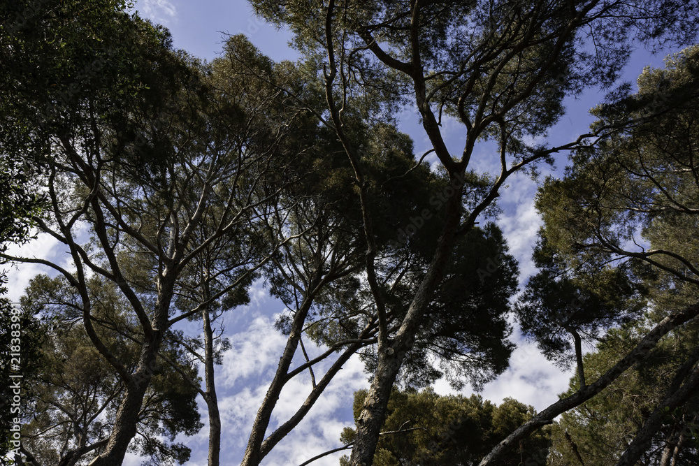 Maritime pine forest in a city park Maritime pine forest in a city park
