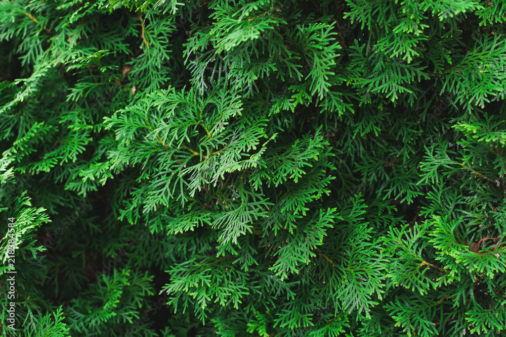 Green background texture of evergreen tree Green background texture of evergreen tree