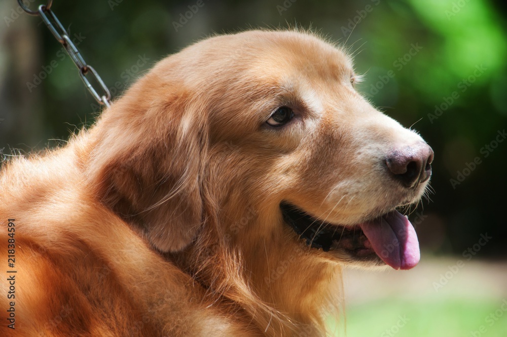 Portrait of golden retriverer dog.