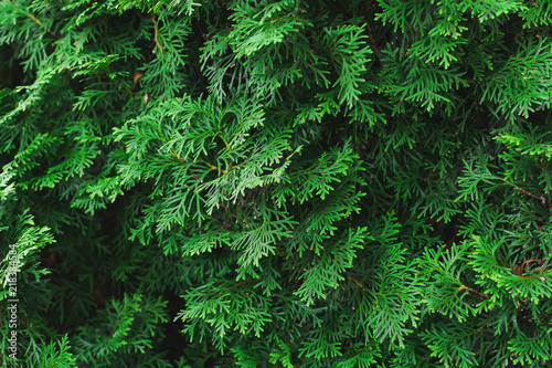 Green background texture of evergreen tree