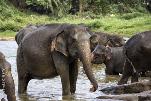 herd of elephants walking along the river