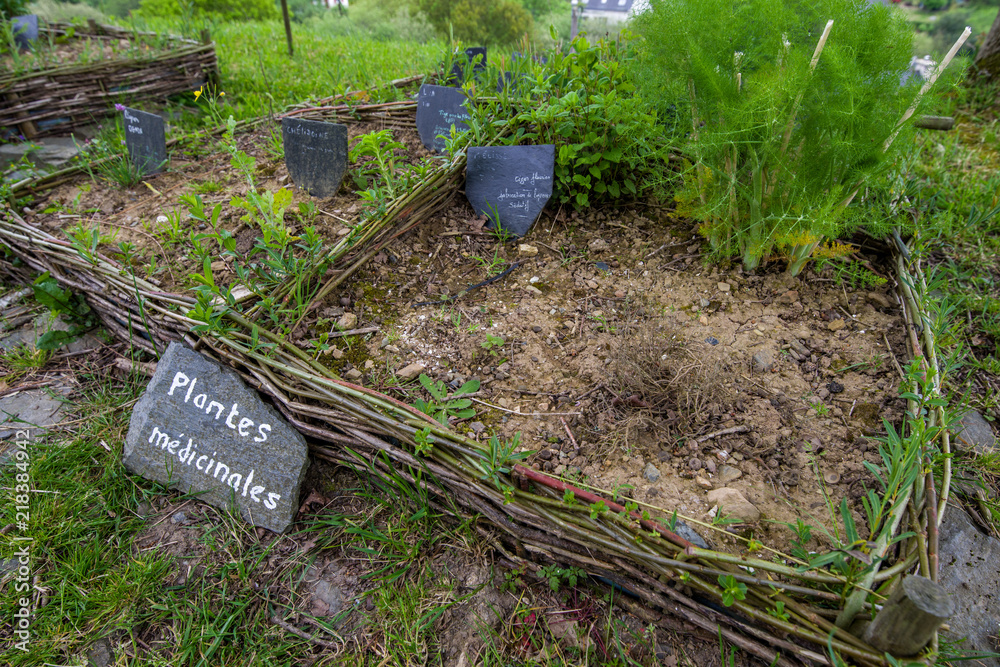 Obraz premium Jardin de plantes médicinales