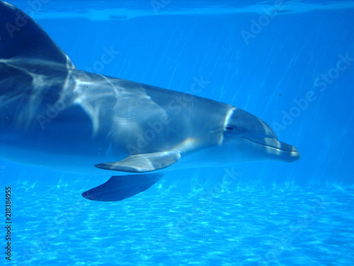 Delfín mular visto de perfil nadando debajo del agua durante un show en día soleado. Vista submarina de cetáceo, mamífero marino en cautividad buceando en una piscina o tanque azul del zoo. 