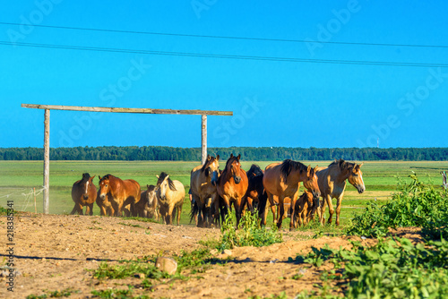 Fototapeta Naklejka Na Ścianę i Meble -  herd of horses running on the field
