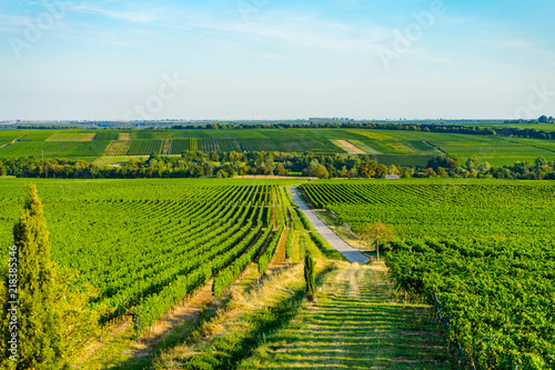 Weg durch die Weinberge in Rheinhessen