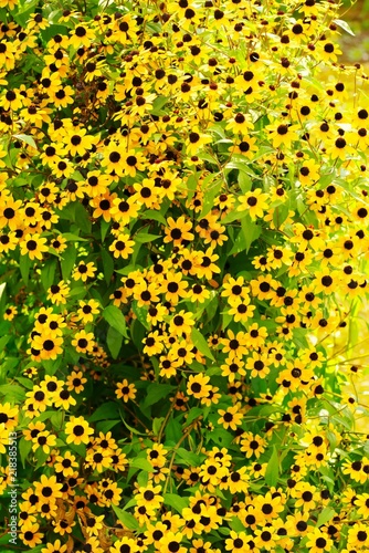 Black-eyed Susan (Arage-hangon-sou)
 photo