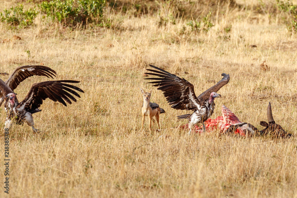 Fototapeta premium Black-backed jackal chasing vultures from a carcass of a cow at Masai Mara National Reserve, Kenya