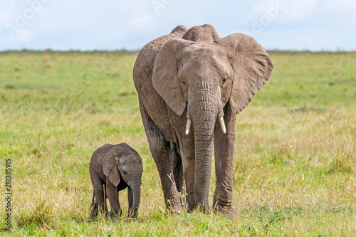 Female African elephant and calf standing next to it in it's shadow at Masai Mara National Reserve, Kenya