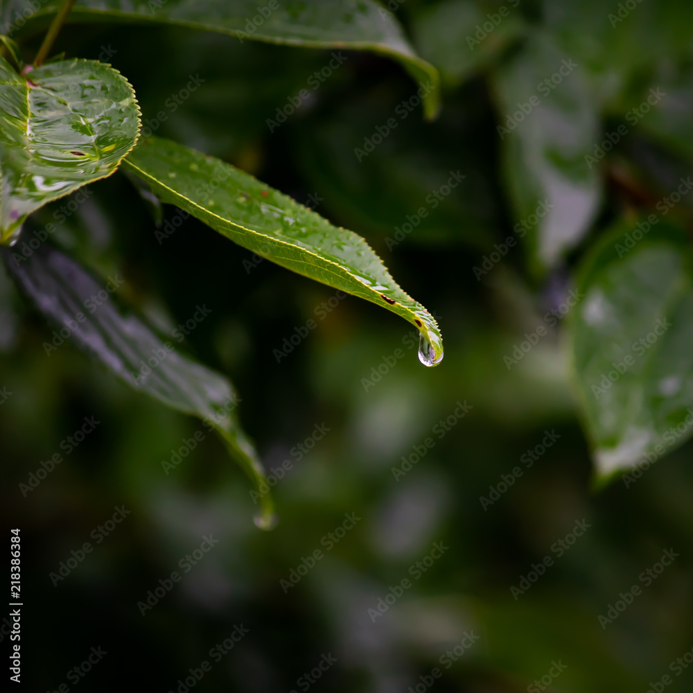 Rain Drop 2