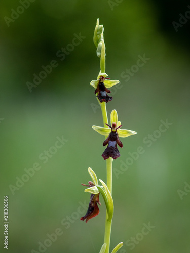 ophrys insectifera