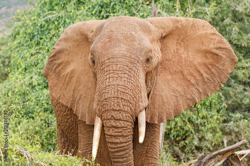 Closeup portrait of a big African elephant with ears open with green bushes in the background