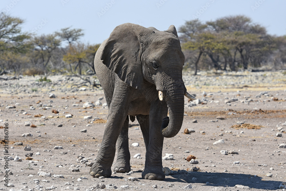 Fototapeta premium Afrikanischer Elefant (loxodonta africana) im Etosha Nationalpark (Namibia)