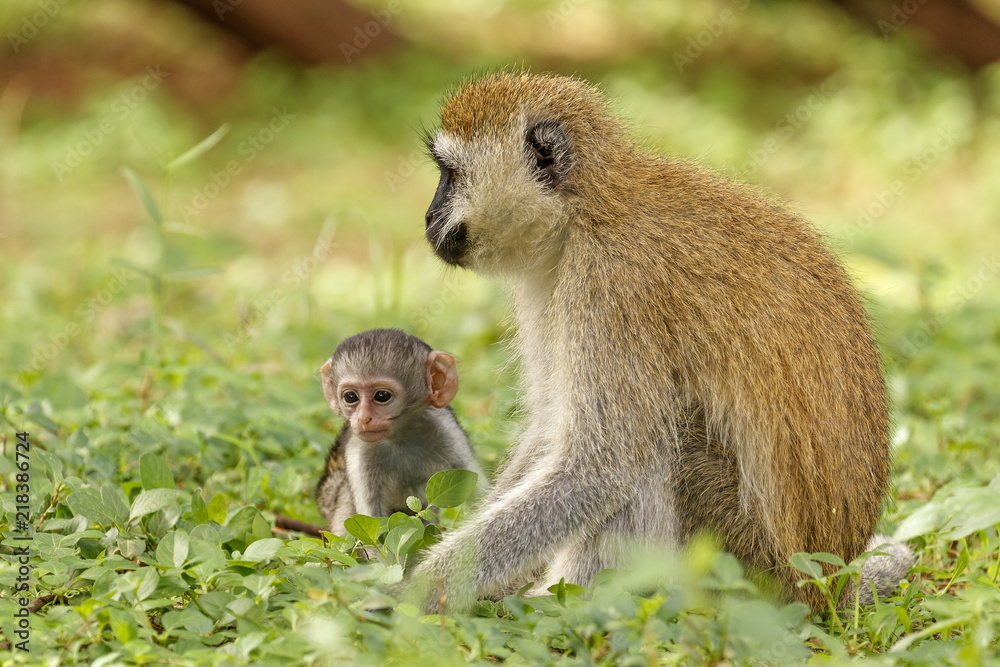 Vervet monkey sitting on grass with infant next to it looking curiously at Samburu National Reserve, Kenya Vervet monkey sitting on grass with infant next to it looking curiously at Samburu National Reserve, Kenya