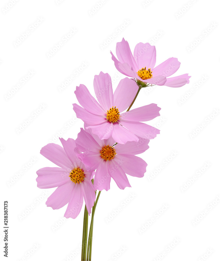 cosmos flower
