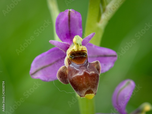 ophrys scolopax